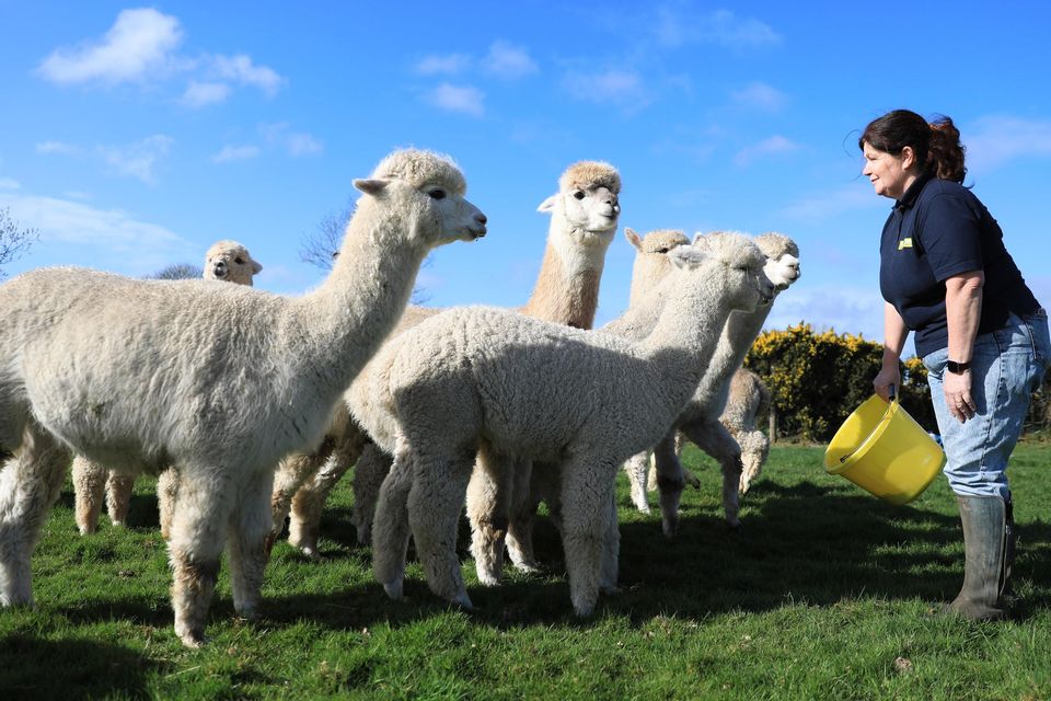 Alpaca Fleece - What Can You Do With It?: A complete guide to how and where  to sell your fleeces