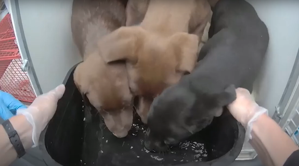 Body-worn footage of puppies drinking water as they were rescued from a caravan in Eastbourne (Sussex Police/PA)