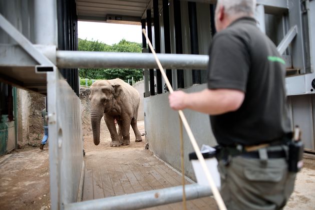 Belfast Zoo confirm death of their former elephant Dhunja