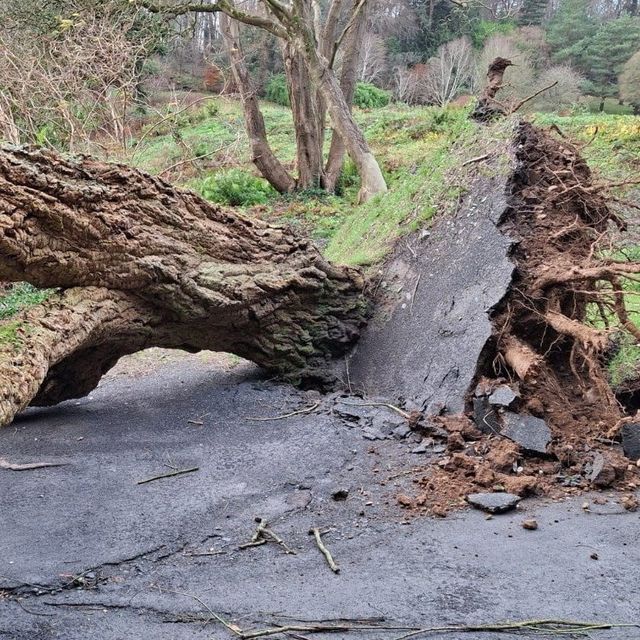 Storm Darragh damages trees in Mount Stewart 