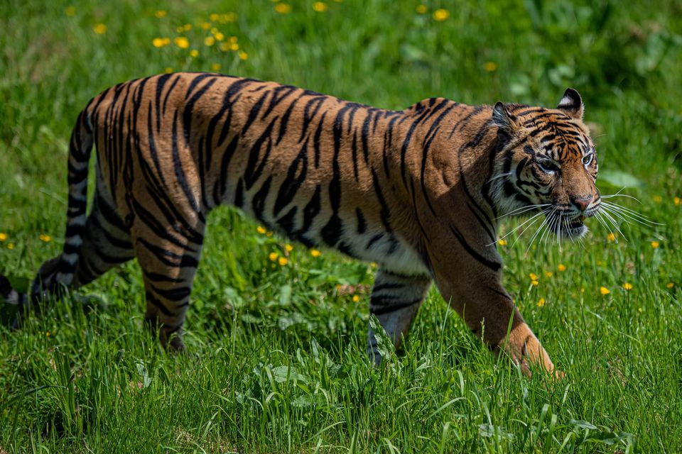 Wildlife Safari welcomes tiger cubs, Business