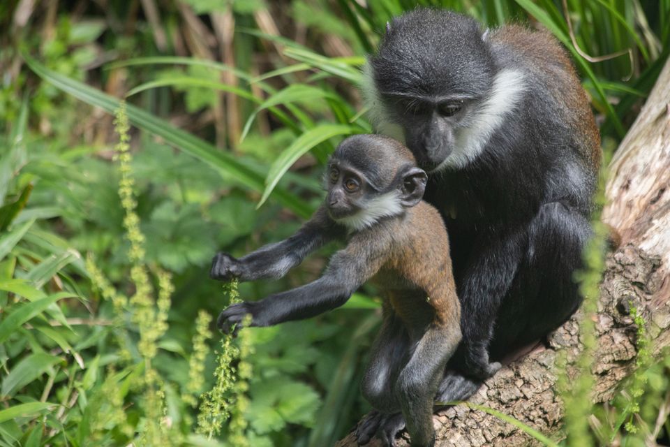 Zoo welcomes playful pair of red-tailed monkeys