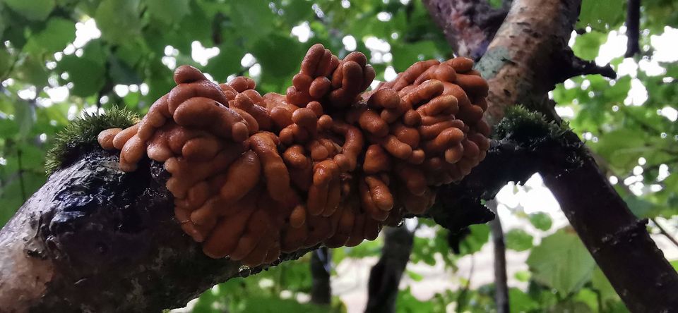 Hazel gloves fungus (Jill Donnachie/PA)