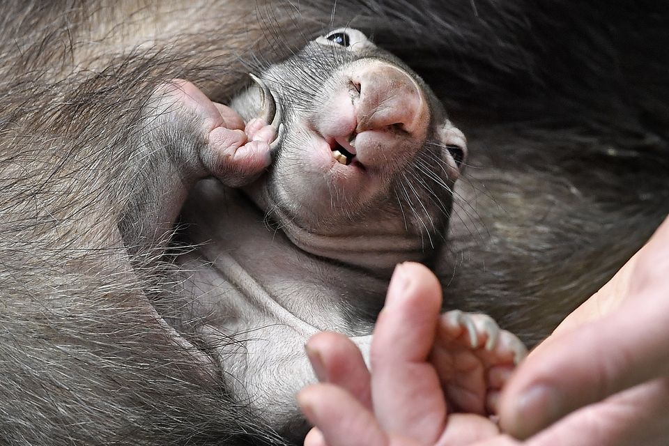 Images of the joey caused outrage (AP)