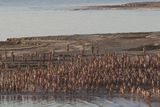 thumbnail: Hundreds of naked people pose in the Dead Sea during a massive naked photo session for US photographer Spencer Tunick (AP)
