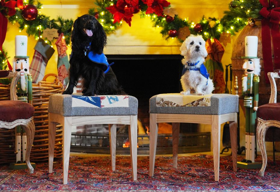 Missy, a Spaniel, and Percy, a Bichon Cross, were brought from Windsor to the the King’s Gloucestershire estate (Jonathan Brady/PA)