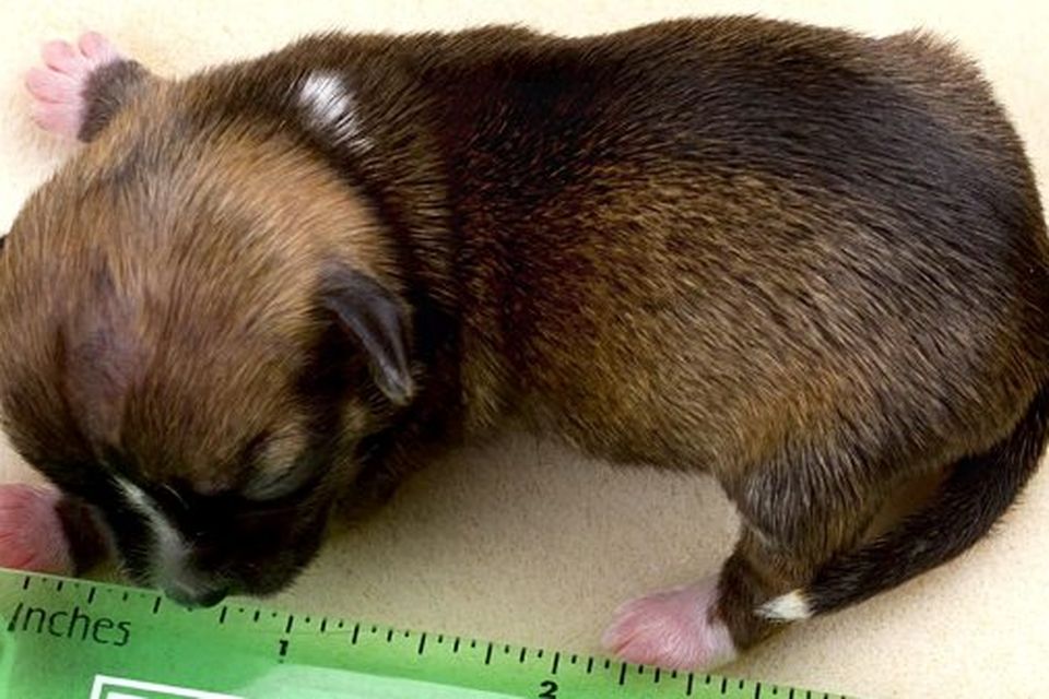 Beyonce the tiny puppy fit into spoon at birth