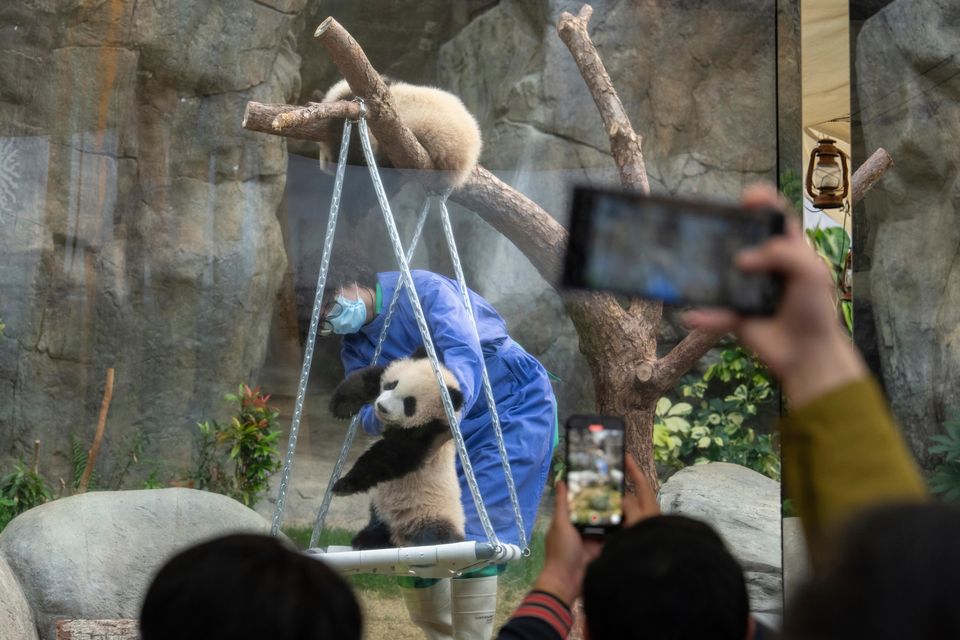 The twins are the first panda cubs born locally (Chan Long Hei/AP)