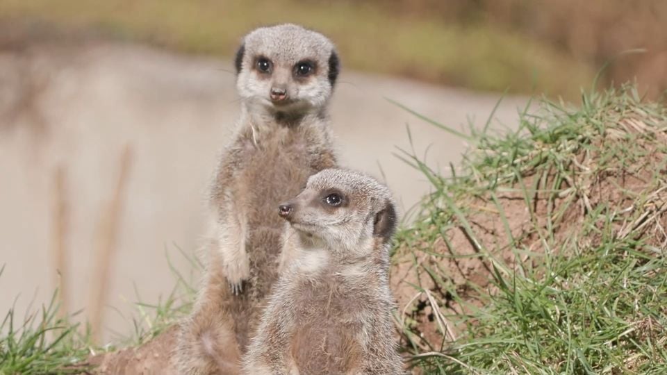 Meerkats at Belfast Zoo (Pic: Kirsten Elder)