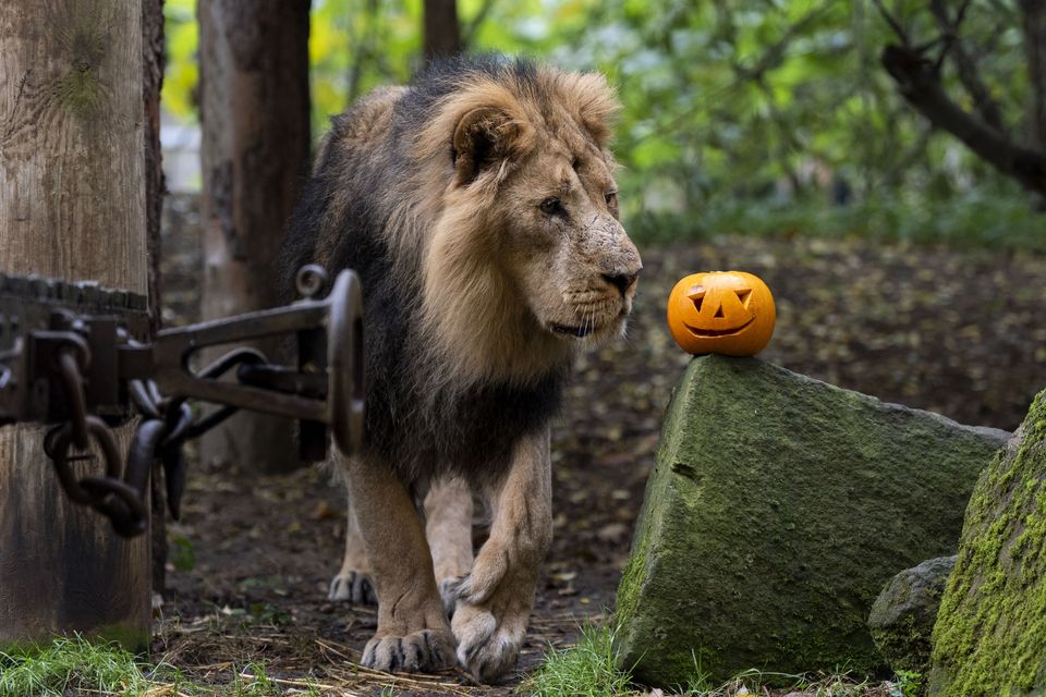 Bhanu the Asiatic lion at London Zoo inspecting one of the carved pumpkins for Halloween (Ben Whitley/PA)