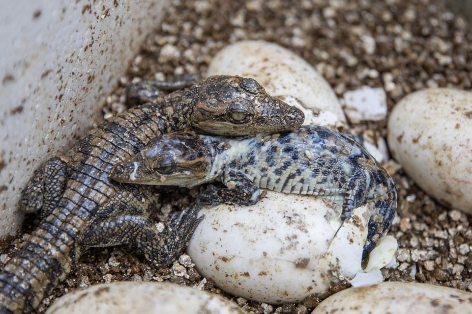 It is hopes that saving the creatures, as well as their habitat, can help the wider fight against climate change (AP)