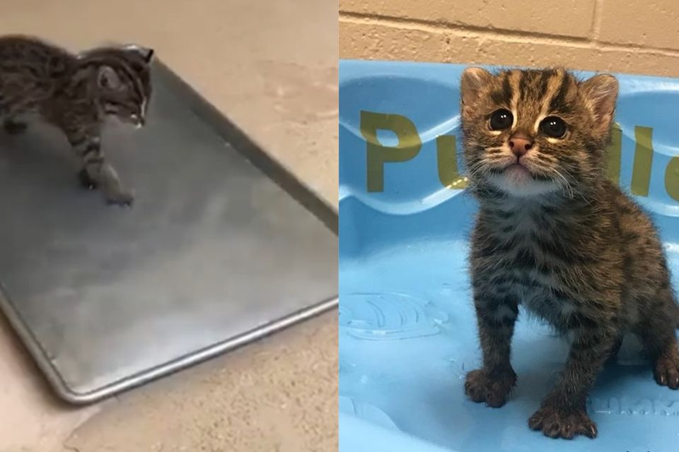 Fishing shop cat kitten