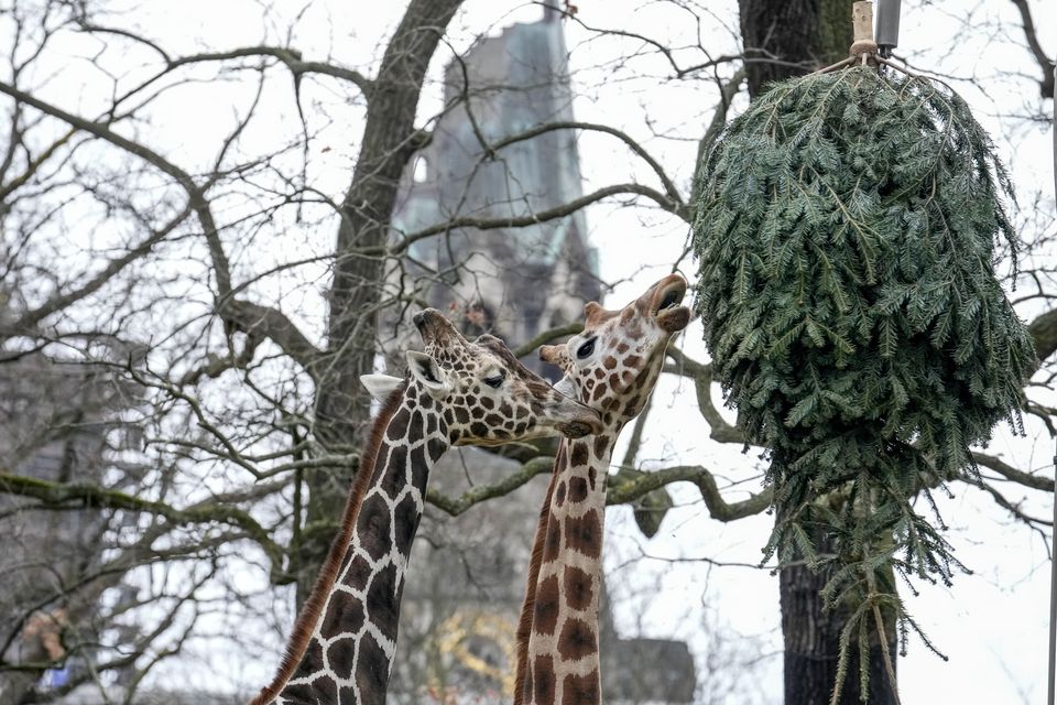 Giraffes graze on a Christmas tree at Berlin Zoo (Ebrahim Noroozi/AP)