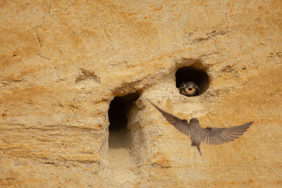 A sand martin flying into the cliff burrow at Sandy Heath Quarry to feed a chick (Ben Andrew/PA)