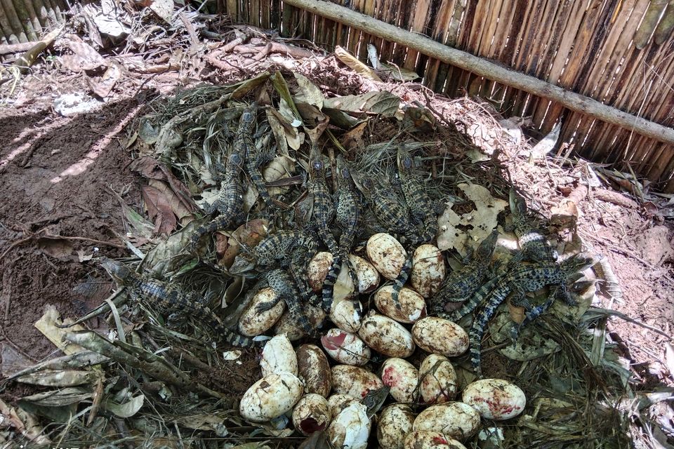 The eggs were discovered in Cardamom National Park in May (Bros Pov/Fauna & Flora via AP)