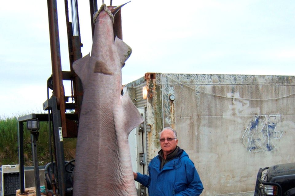 Biggest fish ever caught off British Isles - but should it have