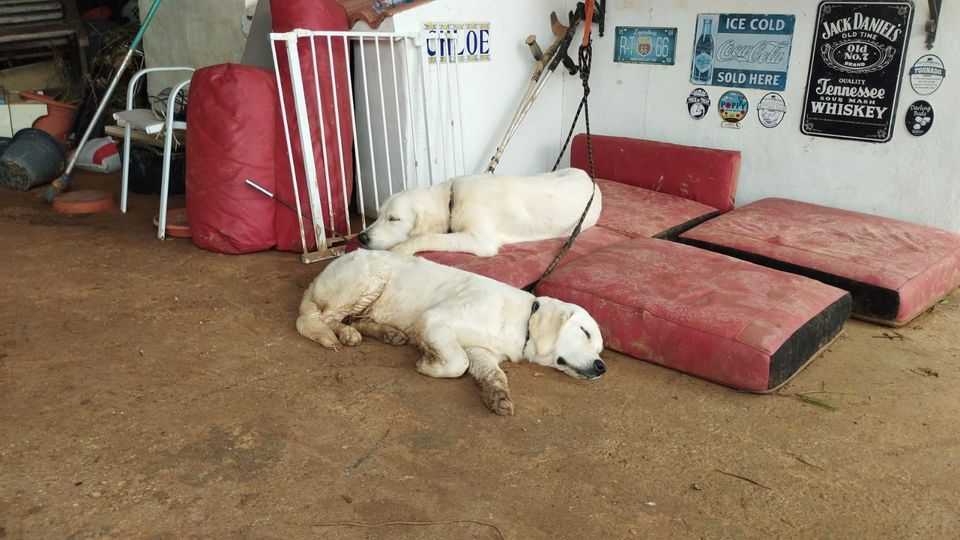 Annabelle Reece said she was desperate to get home to her two golden retriever puppies (Annabelle Reece/PA)