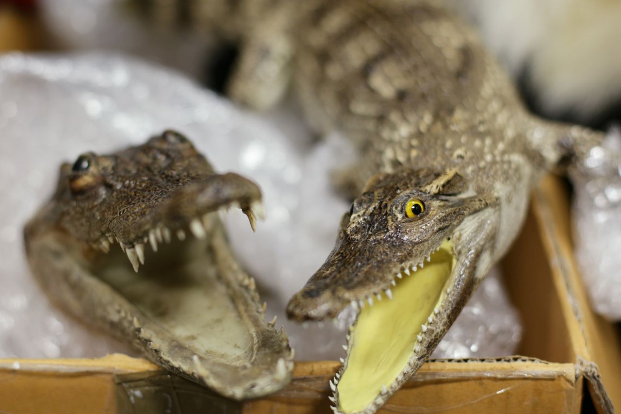 Is it right to take wild crocodile eggs? - BBC News