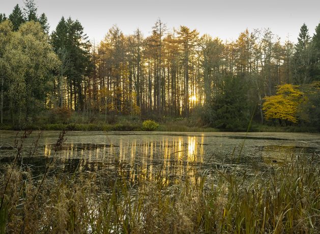 National Trust plans 250,000 hectares of nature-rich landscapes over 10 years