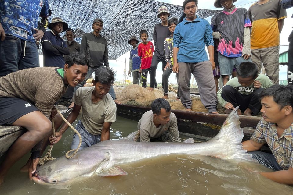 Fishermen show their joy as they pose with the Mekong giant catfish in Kampong Cham, Cambodia (Zeb Hogan, USAID Wonders of the Mekong Project via AP)