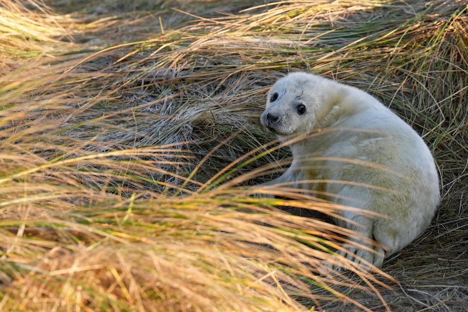 Wardens from the Friends of Horsey Seals have done their final count and announced that 3,246 pups have been born this season (Joe Giddens/PA)