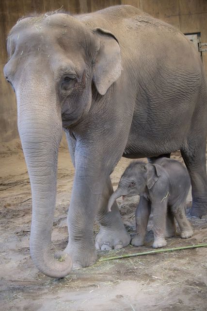 The elephant calf was born at Oregon Zoo (Oregon Zoo/AP)