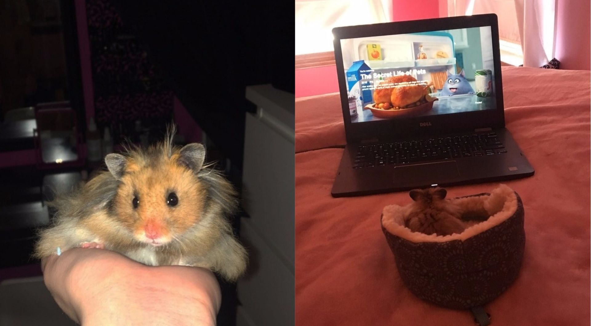 This hamster is the internet celebrity and loyal companion we all need |  BelfastTelegraph.co.uk