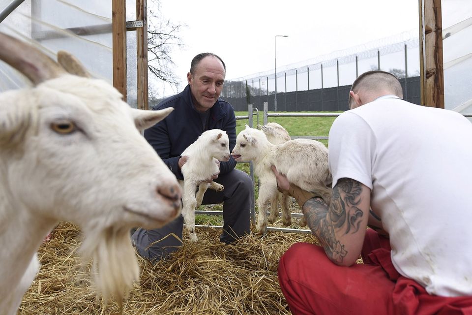 Video: Seven kid goats born in Northern Ireland prison |  