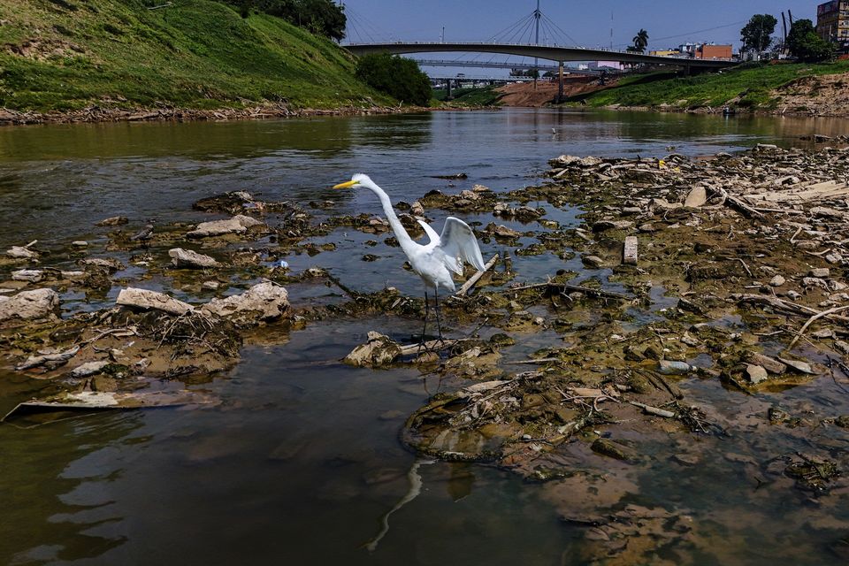 A heron stands in the Acre River, the main water source for the city of Rio Branco (Marcos Vicentti/AP)