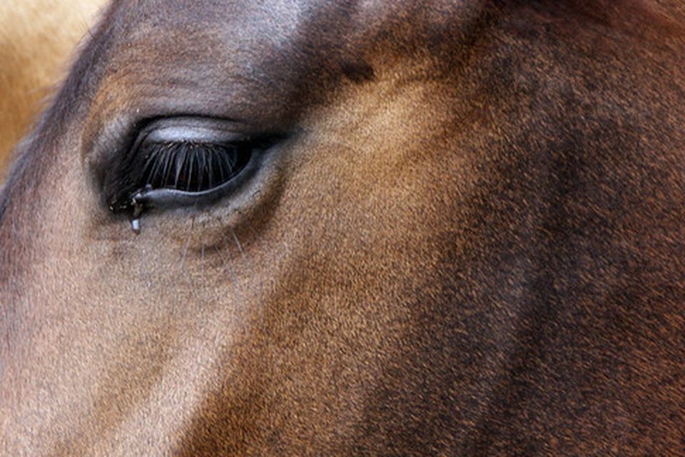 Man 'prostituted pet dog in exchange for sex with miniature horses, goats and other farm animals' Man 'prostituted pet dog in exchange for sex with miniature horses, goats and other farm animals'