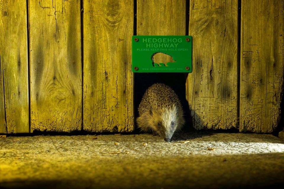 A hedgehog going through a Hedgehog Highway (PTES & BHPS/Christopher Morgan)