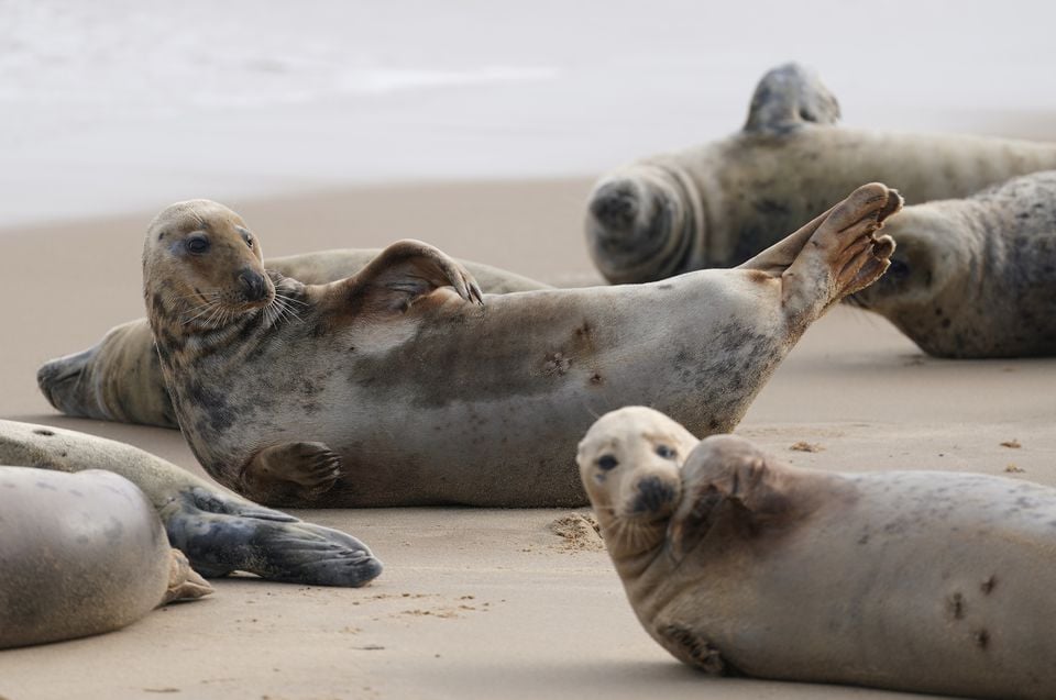 Seals on the beach at Horsey in Norfolk (Joe Giddens/PA)