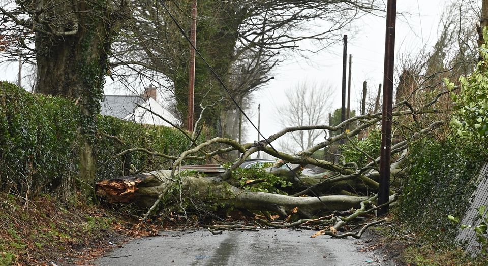 A fallen tree on Tullydraw Road near Dungannon (Oliver McVeigh/PA)