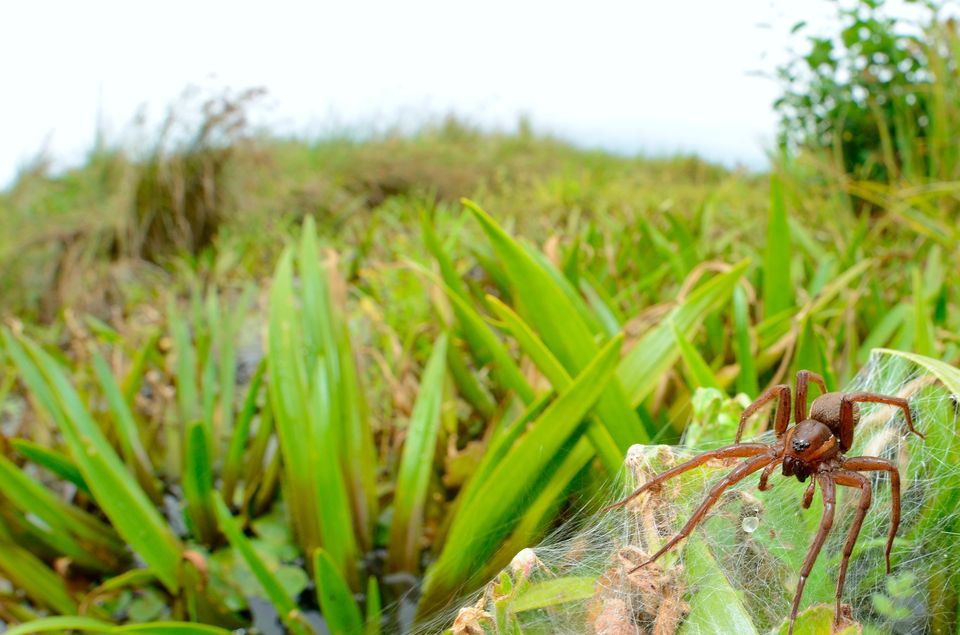 Fen raft spider numbers have increased (Ben Andrew/RSPB/PA)