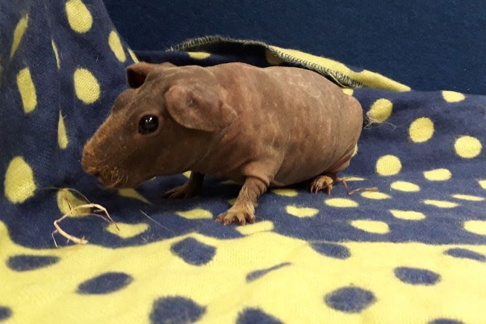 Skinny hairless 2024 guinea pig