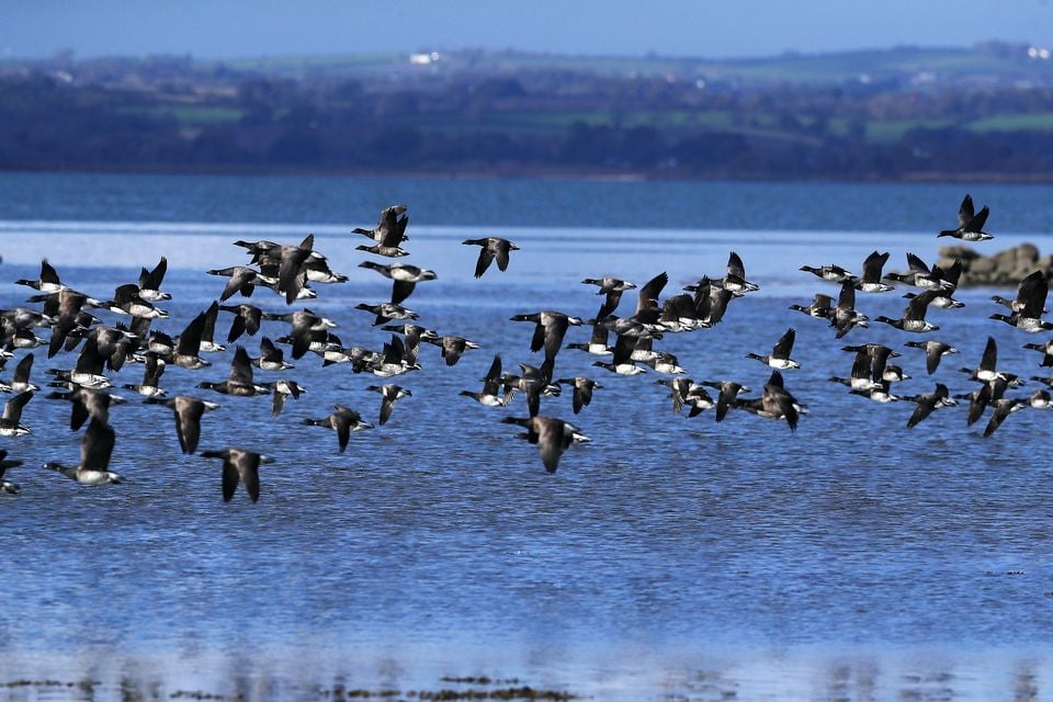 Canada goose hotsell bird ireland