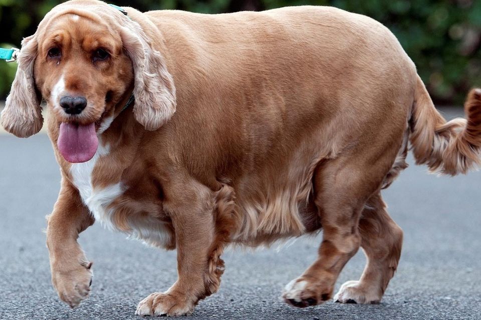 Cocker Spaniel - PDSA