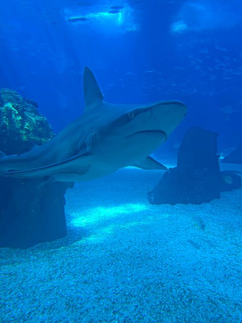 A sandbar shark at the Oceanario