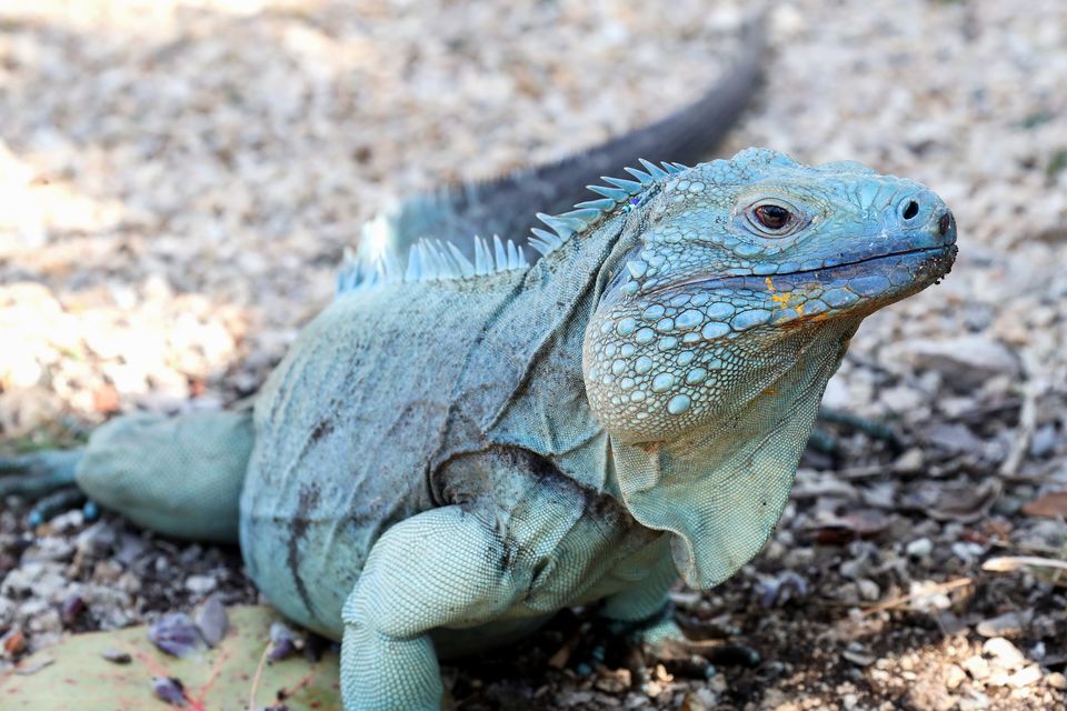 It’s raining iguanas in Florida as reptiles fall from trees ...