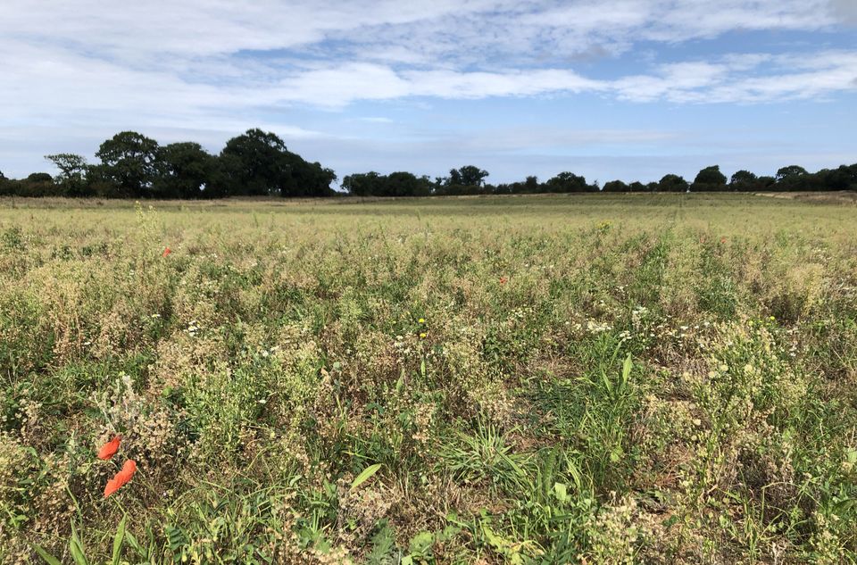 Regenerative farming practices such as growing cover crops to protect and restore soils can support nature (Emily Beament/PA)