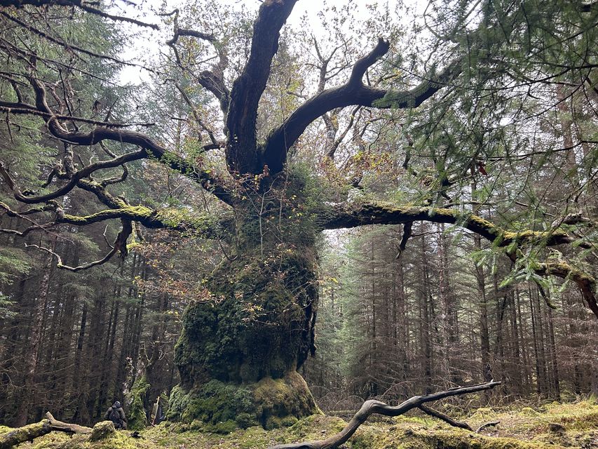 The Skipinnish Oak is a remnant of an original ecosystem (Woodland Trust/PA)