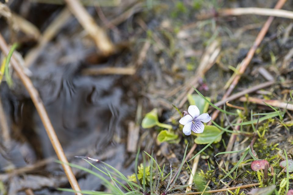 Marsh violets are being planted as part of a species regeneration project (Paul Harris/National Trust/PA)