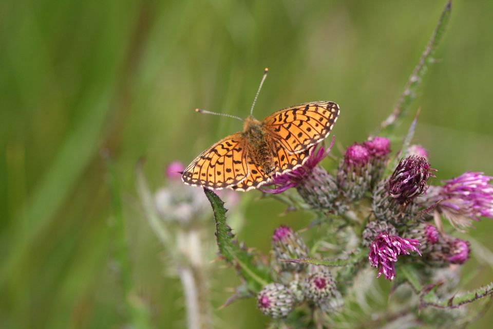 Small pearl-bordered fritillary butterflies have undergone declines in England (Stephen Lewis/PA)