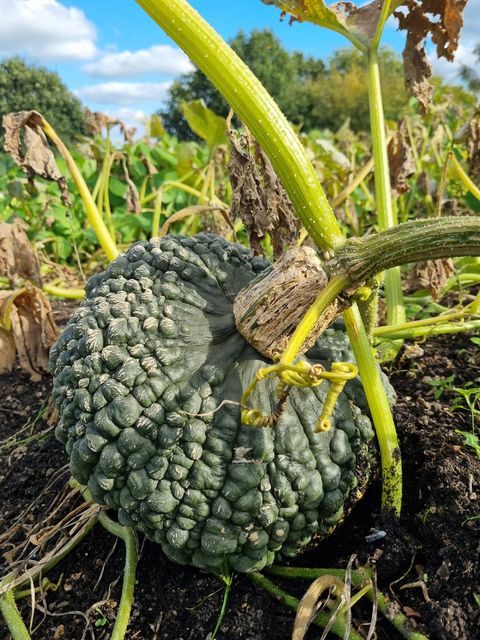 A Marina di Chioggia heirloom pumpkin pictured at Sissinghurst (National Trust/PA)