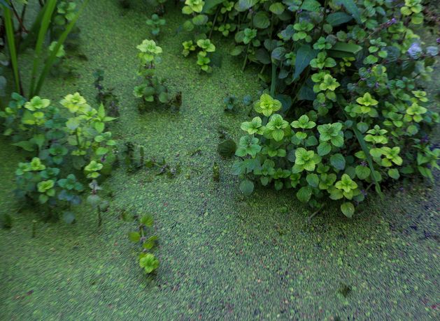 Lough Neagh managers disappointed by ‘science denialism’ of politicians over ecological crisis