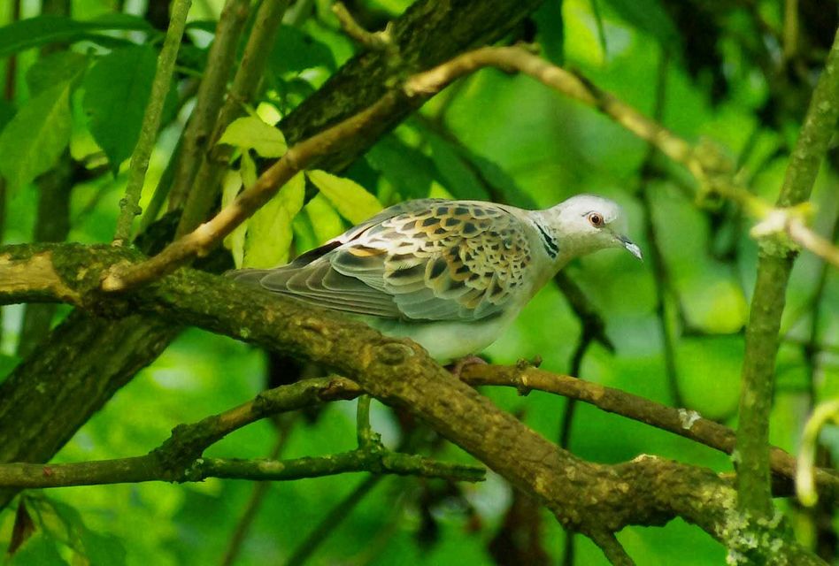 Turtle doves have not been seen in the area for decades (Gillian Day/National Trust/PA)