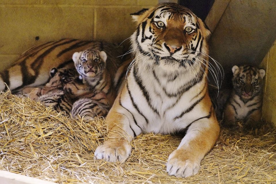 It is Yana’s second litter of cubs (Ian Turner/PA)