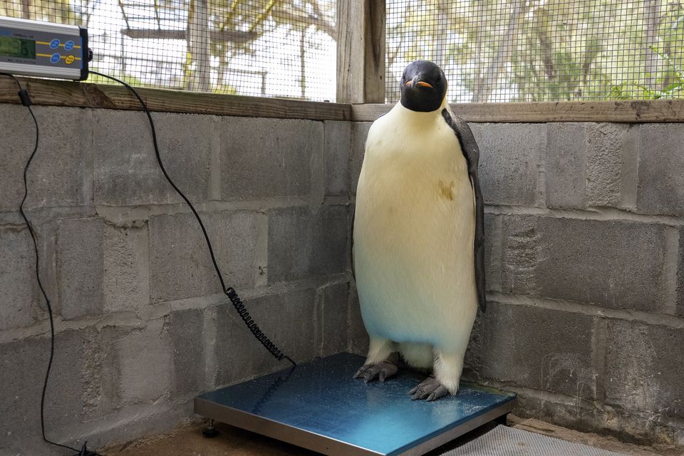 The penguin was found in a malnourished state (Miles Brotherson/DBCA via AP)