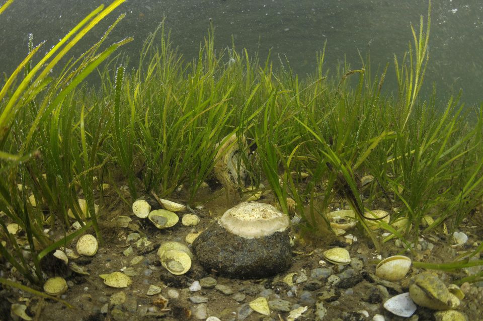 Shallow water seagrass with bivalve shells and native oysters in Loch Sween, Argyll and Bute (Ben James/NatureScot/PA)