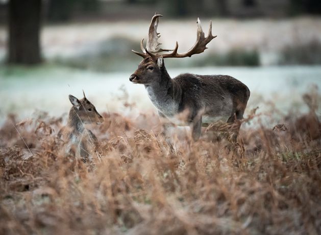 UK braced for icy blast with temperatures set to plummet as low as minus 16C